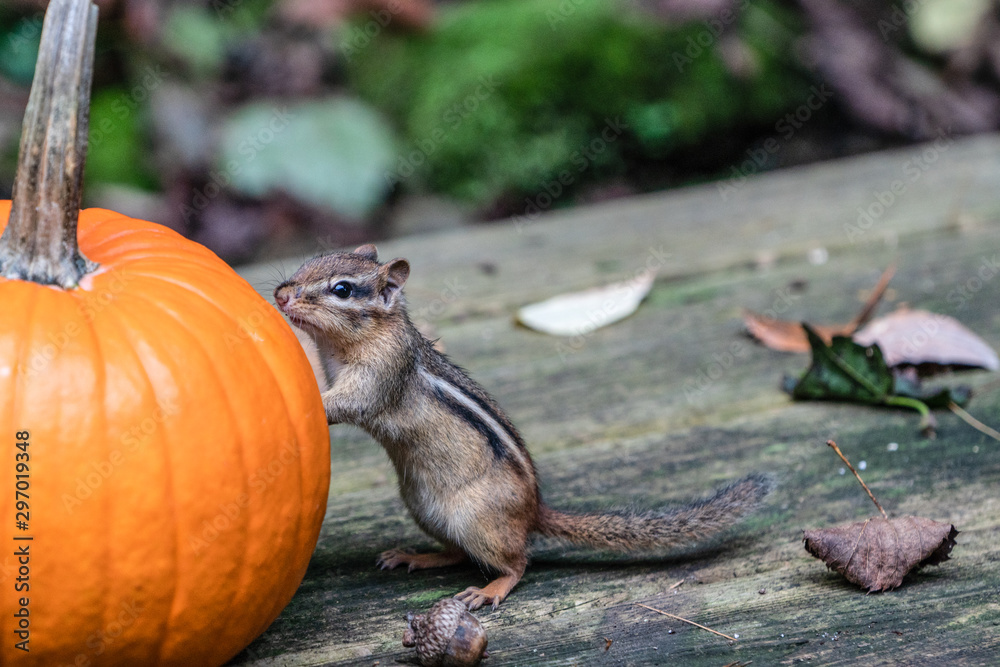 Obraz premium Cute chipumunk discovers a pumpkin.