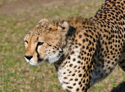 Kenyan cheetah