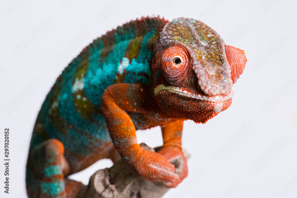 Obraz premium Panther Chameleon standing on branch looking at camera
