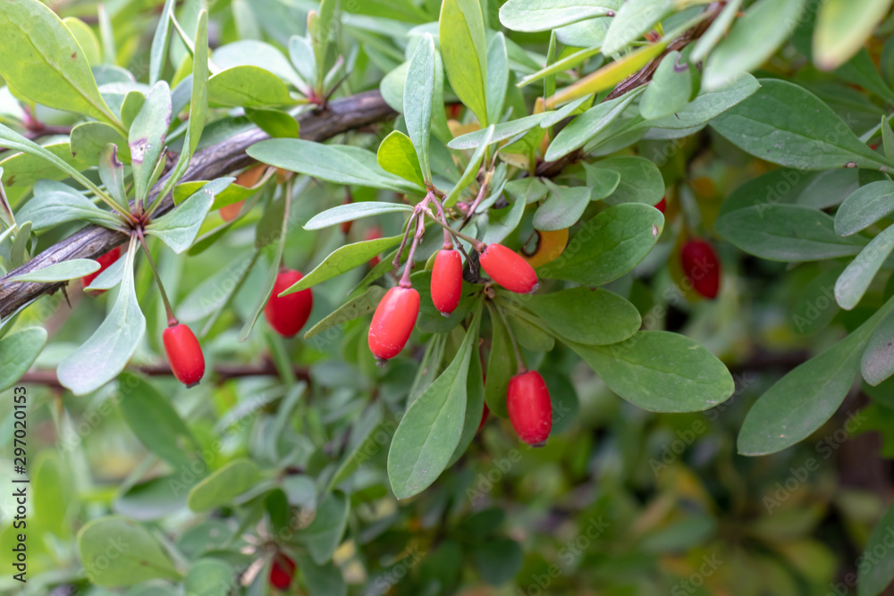 Barberry, Berberis vulgaris branch. Colorful natural berries of Berberis thunbergii, Latin Berberis Coronita in winter