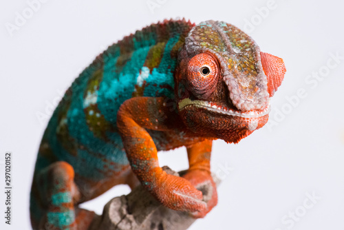 Panther Chameleon standing on branch looking at camera
