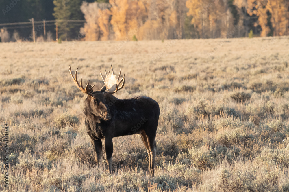 Moose in the Morning Moose in the Morning