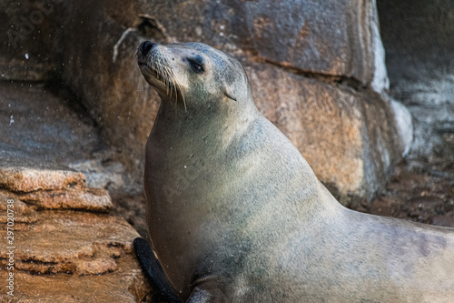 sea lion on rock