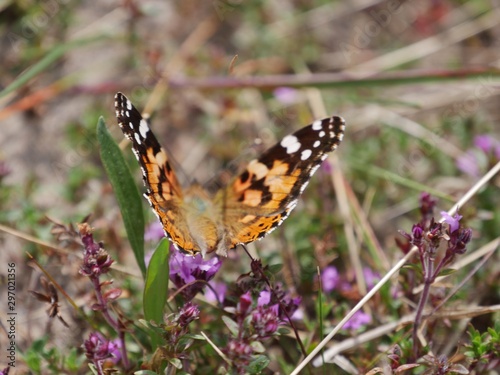 Schmetterling mit flatternden Flügeln auf lila Blume