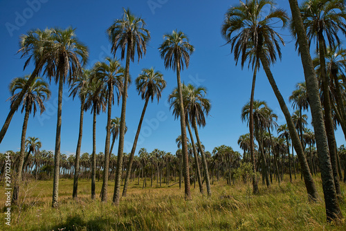native palm forest