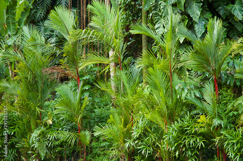 Tropical Rainforest With Dense Foliage - Big Island Hawaii
