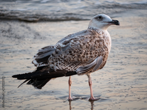  brown seagull perched on the ground turning its neck © Miguel Fernandez