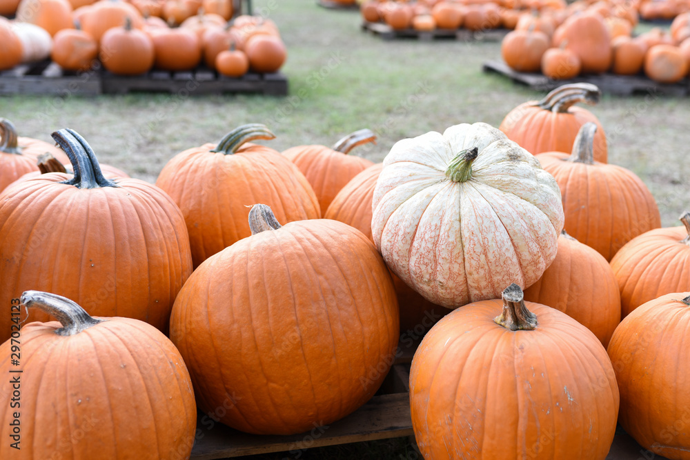 Pumpkins at the pumpkin patch waiting to be sold Pumpkins at the pumpkin patch waiting to be sold