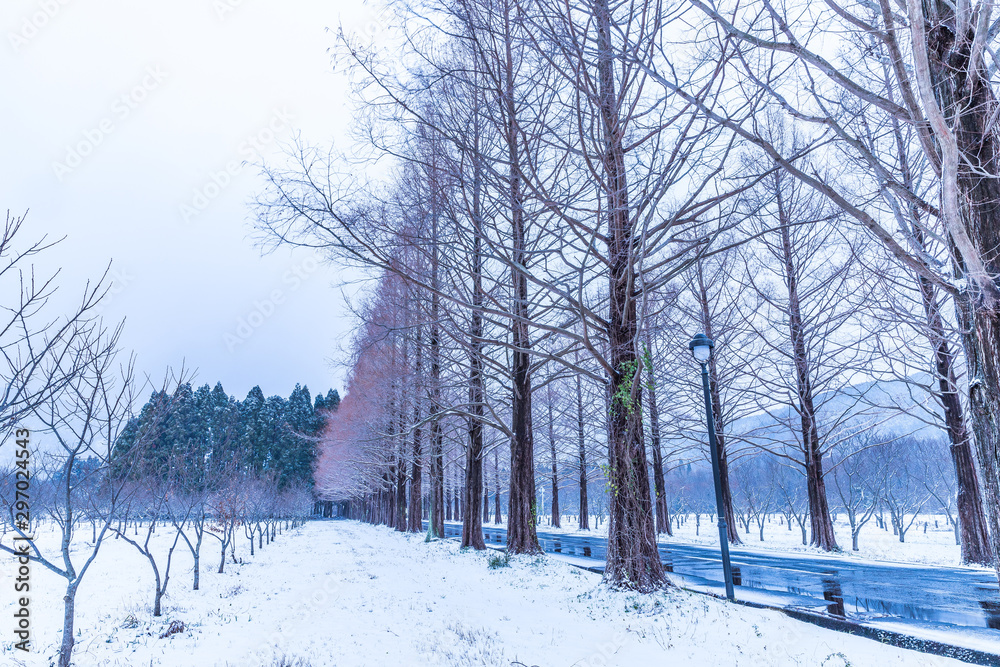 Fototapeta premium 一生に一度は雪のメタセコイア並木を見に行こう！