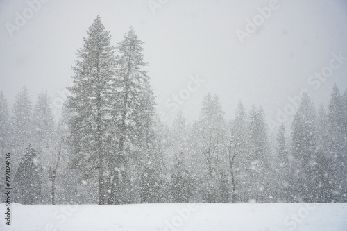 Pine Forest Through Snow Storm © kellyvandellen