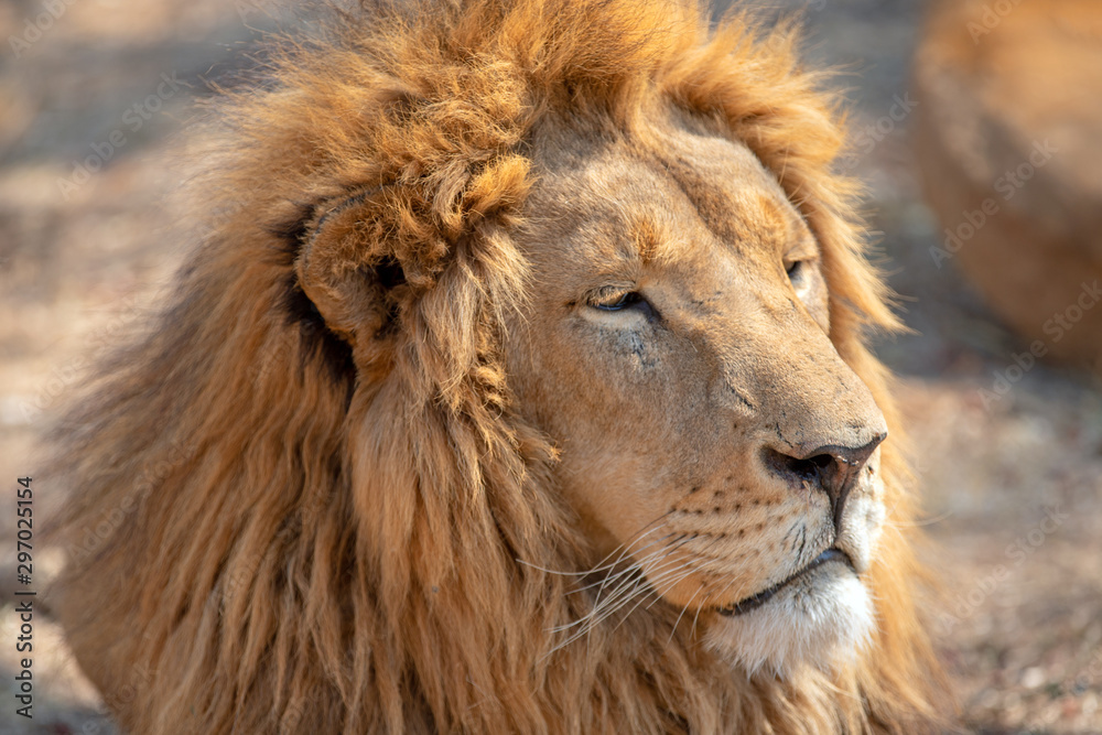 Male lion head in South Africa