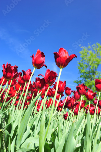 Tulipani rossi in fiore  si stagliano sul cielo azzurro