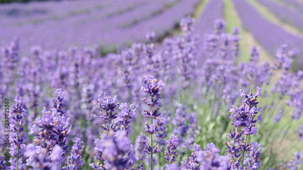 Close up of lavender flowers with blur lavender field background in sunny day. Close up of lavender flowers with blur lavender field background in sunny day.