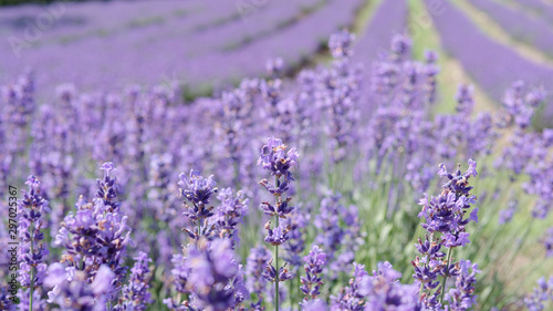 Close up of lavender flowers with blur lavender field background in sunny day.