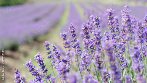 Close up of lavender flowers with blur lavender field background in sunny day.