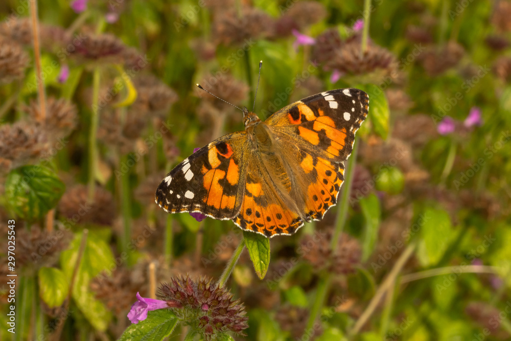 Wild basil (Clinopodium vulgare) with Painted lady(Vanessa cardui) Wild basil (Clinopodium vulgare) with Painted lady(Vanessa cardui)