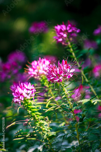 Folwer in the garden