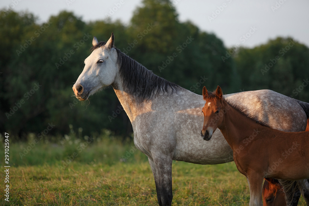 Fototapeta premium horse and her foal