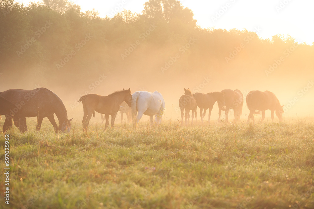 herd of horses at the sunrise
