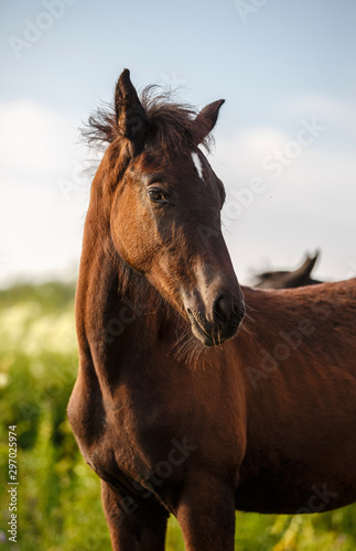 portrait of a foal © Daria