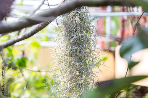 Natural 'curtain' formed by Spanish moss. Spanish moss close up. Grey natural background. Tillandsia usneoides nature blurred background.  Tillandsia usneoides Is a plant in the pineapple family.