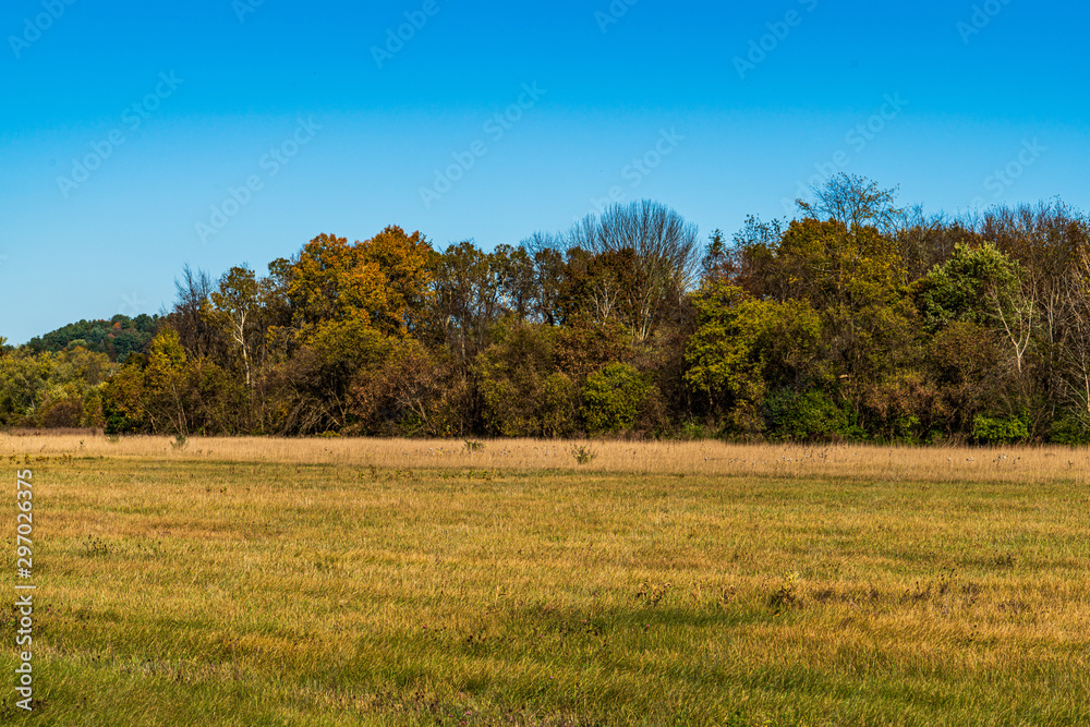 Fototapeta premium tree in the field