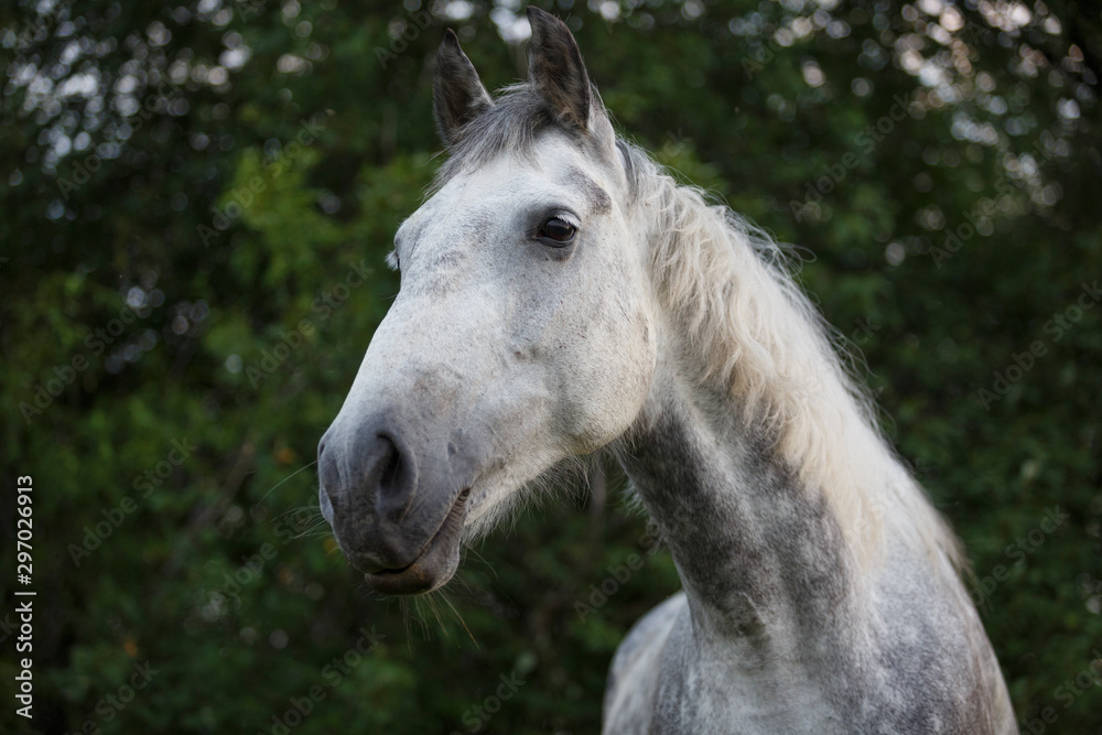portrait of a horse portrait of a horse