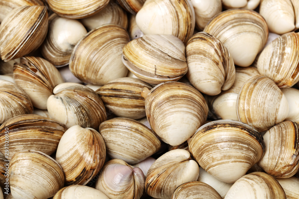 Stacked fresh raw clams background Stacked fresh raw clams background