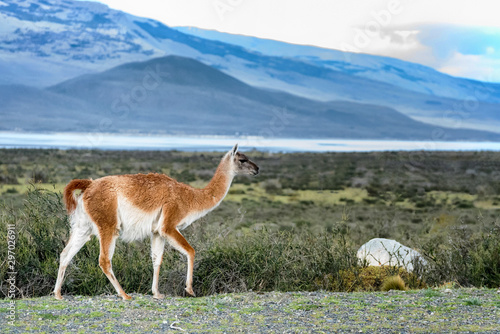 Guanaco, a relative of the llama, grazing along grasslands in the Andean mountains in Chile