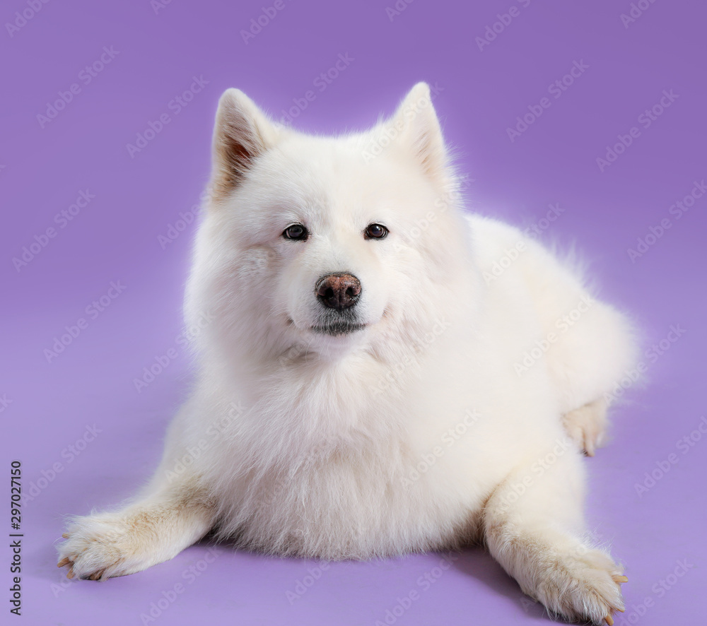 Fototapeta premium Cute Samoyed dog on color background
