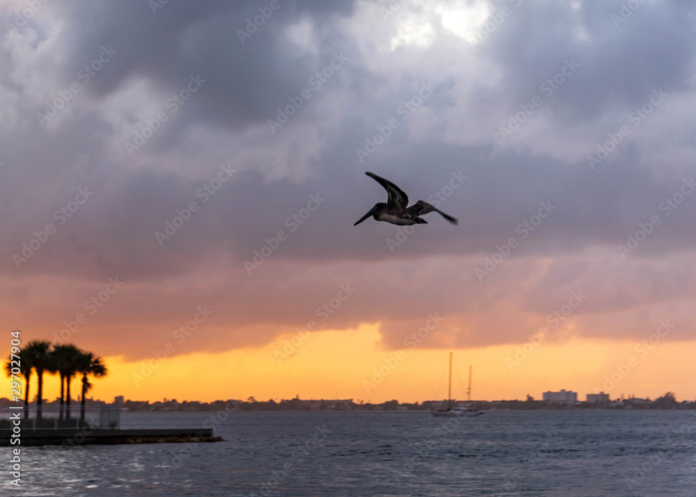 Pelican bird flying at sunset cloudy skies beach landscape