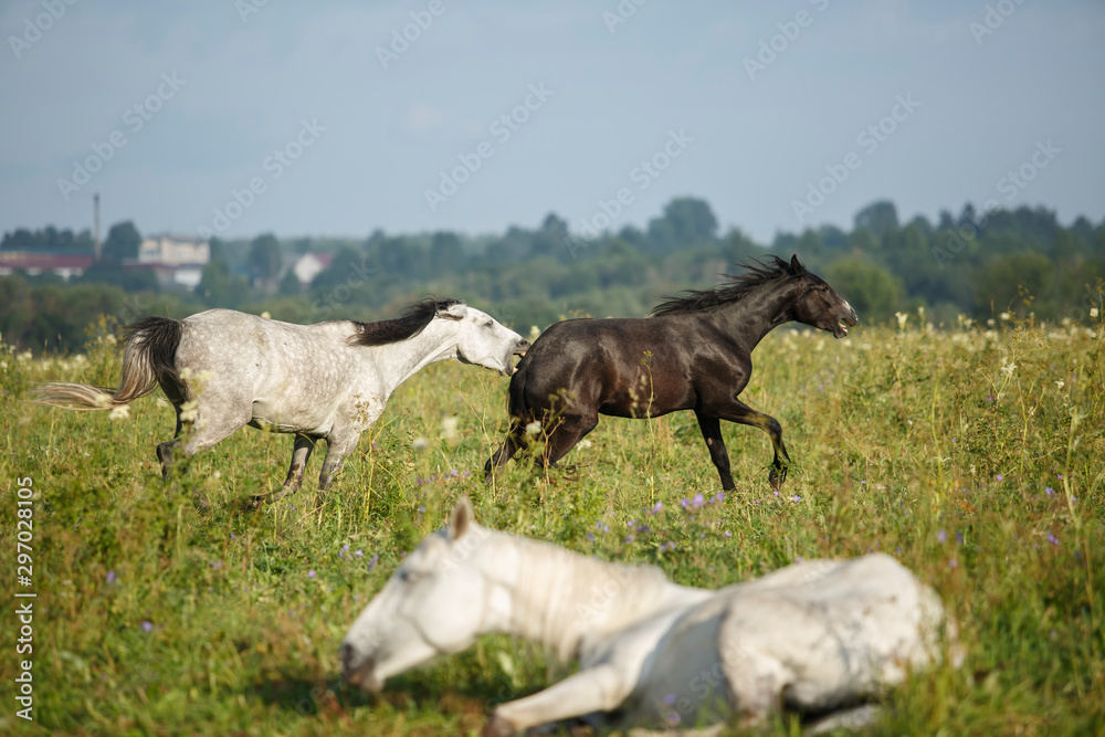 herd of horses in the field herd of horses in the field