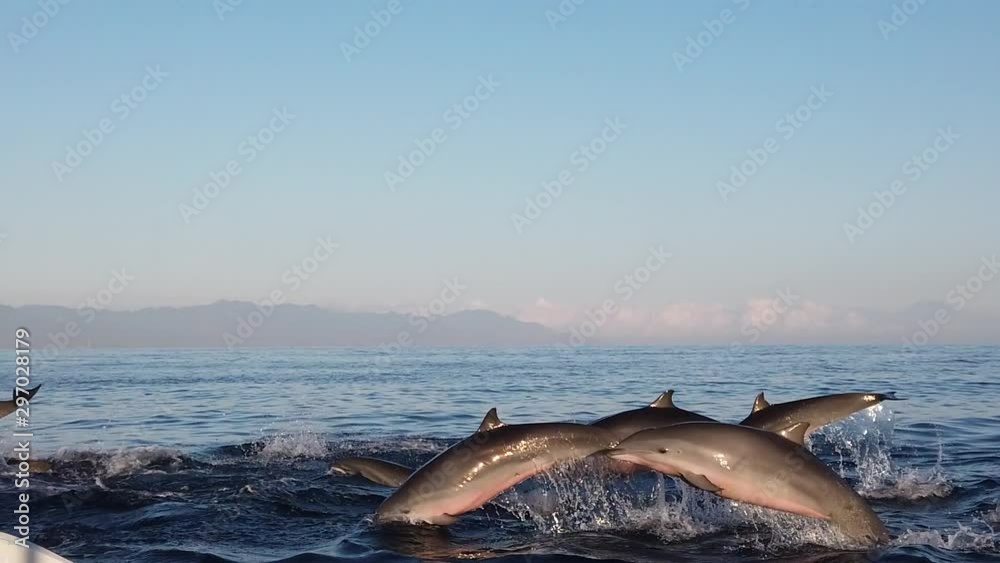 dolphins jump out of the water. Indonesia, Bali island, Lovina. Slow motion.