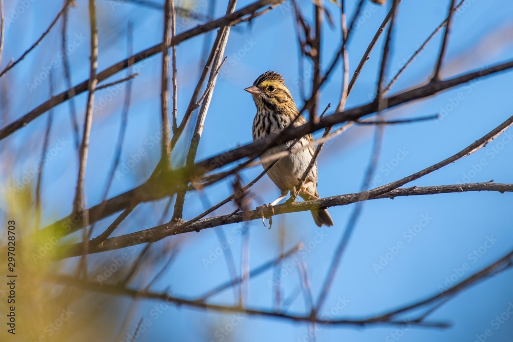 Juvenile Song Sparrow perched on Autumn tree branch looking across meadow for danger. Juvenile Song Sparrow perched on Autumn tree branch looking across meadow for danger.