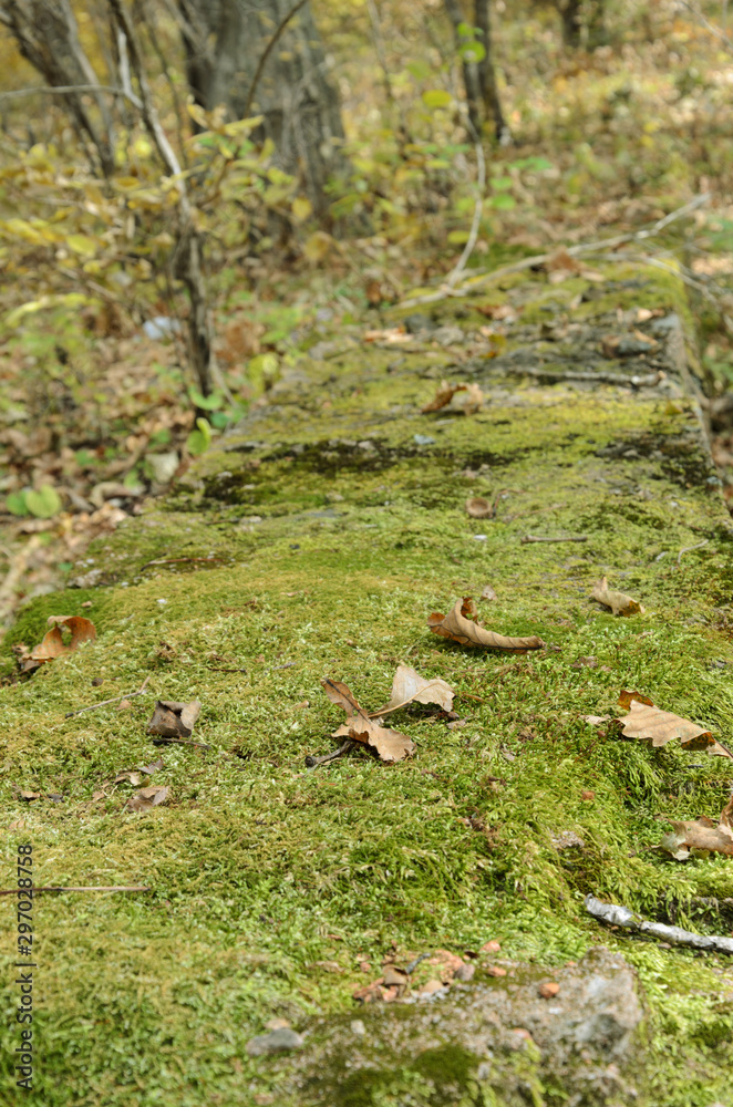 The foundation of an old abandoned building covered with moss in the middle of the forest The foundation of an old abandoned building covered with moss in the middle of the forest
