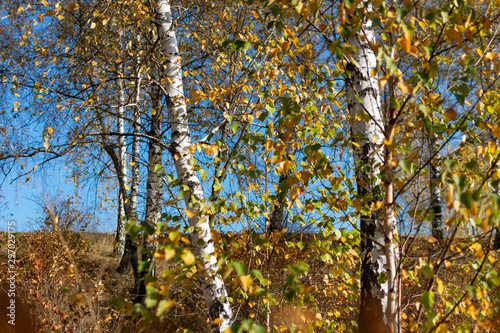 White birch trees in autumn forest on a sunny day