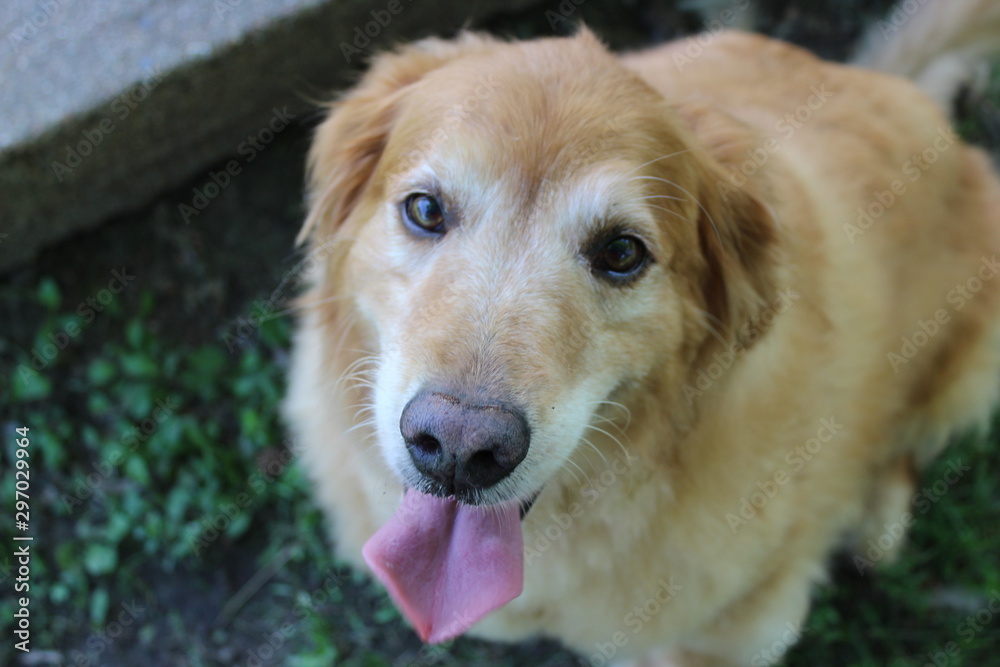 portrait of golden retriever