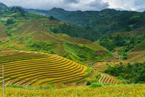 Terraced rice field in harvest season in Mu Cang Chai, Vietnam. © BigGabig