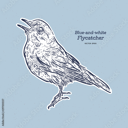 Blue-and-white Flycatcher (Cyanoptila cyanomelana), hand draw sketch vector.