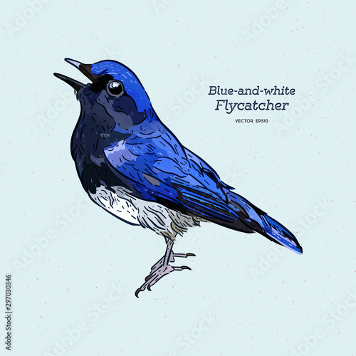Blue-and-white Flycatcher (Cyanoptila cyanomelana), hand draw sketch vector.