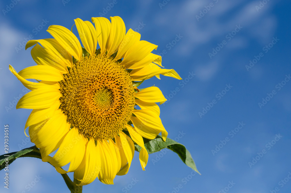 closeup sunflower blooming natural background closeup sunflower blooming natural background