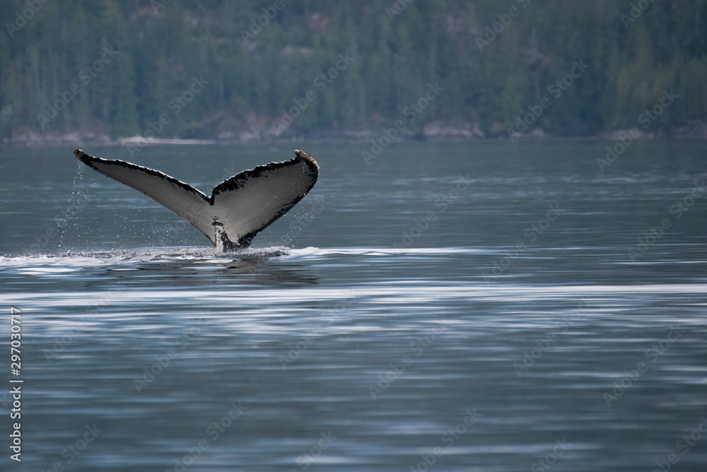 Fototapeta premium Humpback Whale