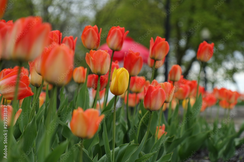 field of tulips