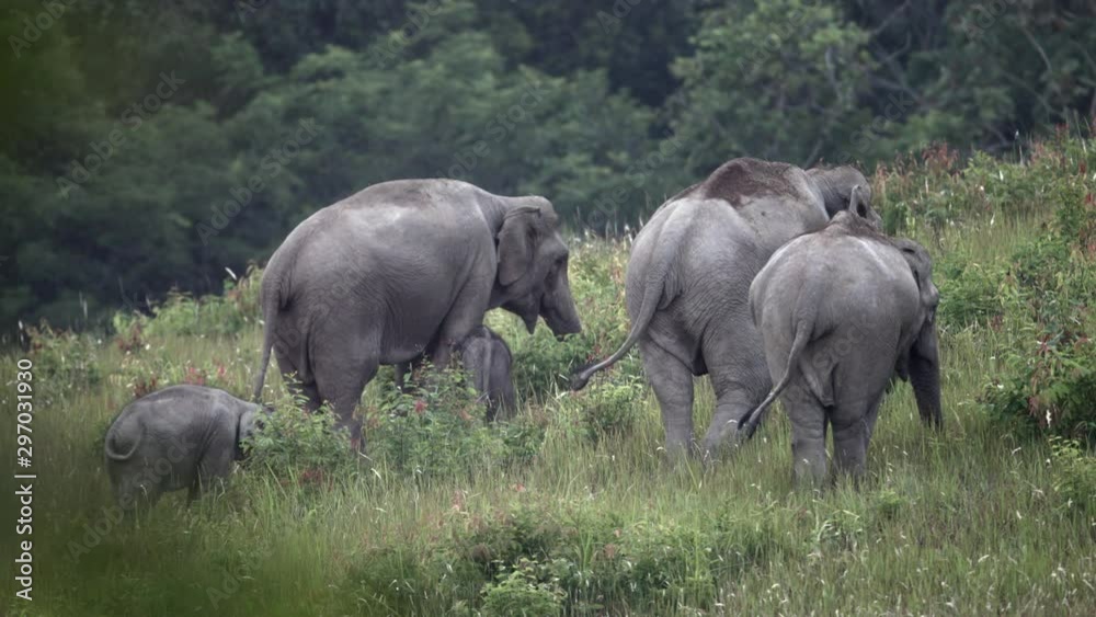 The herd of Asian elephant (Elephas maximus) or Asiatic elephant, foraging grass bud in the evening before the sunset in tropical moist forest at Khao Yai National Park in northeast of Thailand. The herd of Asian elephant (Elephas maximus) or Asiatic elephant, foraging grass bud in the evening before the sunset in tropical moist forest at Khao Yai National Park in northeast of Thailand.