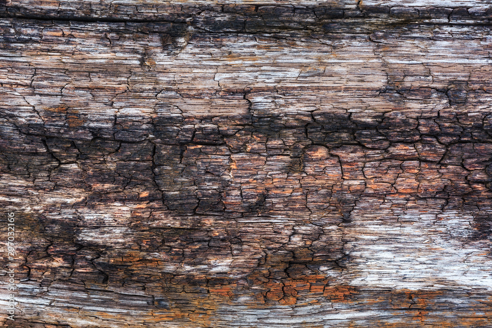 pattern and art of decay wood surface pattern and art of decay wood surface