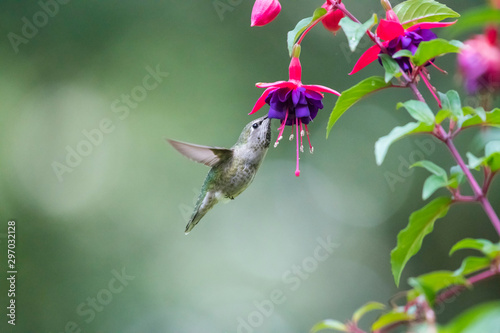 Fényképezés Calliope hummingbird feeds on the nectar of fuchsia flowers