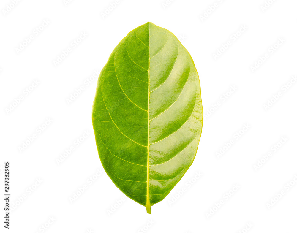 Obraz premium pattern green leave on white background 