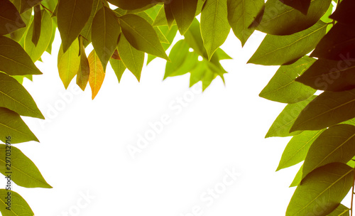 leaf flame on isolate white background