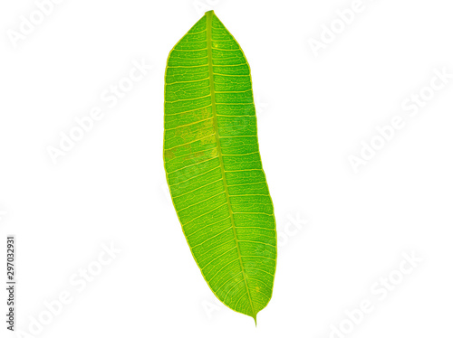pattern green leave on white background 