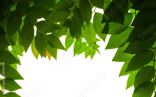 leaf flame on isolate white background